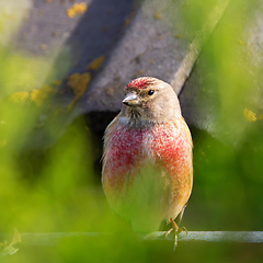 Image showing common linnet in breeding plumage