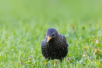 Image showing curious starling in breeding plumage