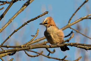 Image showing eurasian jay up in a tree