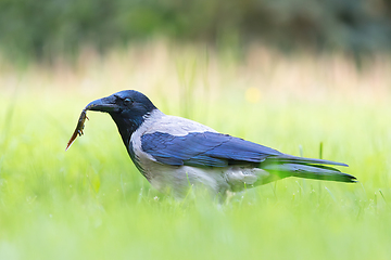 Image showing hooded crow hunting for newts