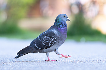 Image showing proud pigeon walking on park alley