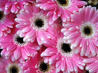 Image showing Pink Gerber flowers - background