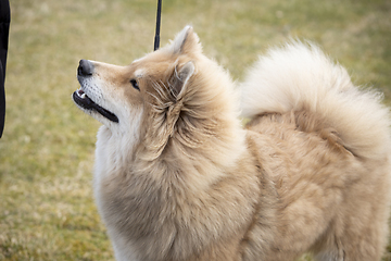 Image showing Eurasier Dog