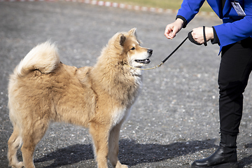 Image showing Eurasier Dog