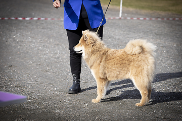 Image showing Eurasier Dog