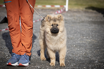 Image showing Eurasier Dog