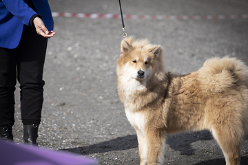 Image showing Eurasier Dog