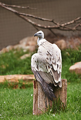 Image showing Vulture or bird, stump and sit outdoor in nature with feathers, landscape or farm to hunt. Wildlife, carnivore animal or birds of prey in zoo environment with wooden and grass in countryside