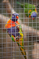 Image showing Closeup, park and parrots in a cage, nature and habitat with bird sanctuary, ecology and sustainability. Avian, animals or zoo with feathers or wildlife in a park with garden, outdoor or environment