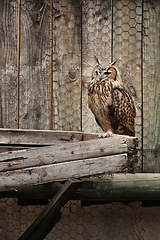 Image showing Owl, farm and outdoor by wood, fence and exotic animal for endangered species on box. Birds of prey, zoo and plank for feathers, wildlife and cute in nature for park and ecosystem outside portrait