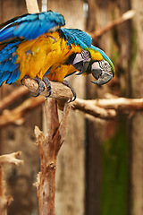 Image showing Parrots, cage and feathers with nature, park and wings with birds sanctuary and natural with wildlife or habitat. Avian, sustainability and tropical species with pet and zoo with ecosystem and garden