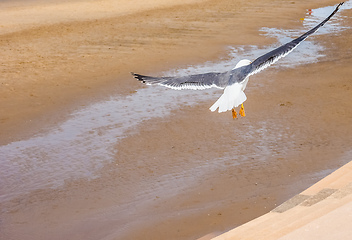 Image showing Seagull over Pleasure Beach in Blackpool (HDR)