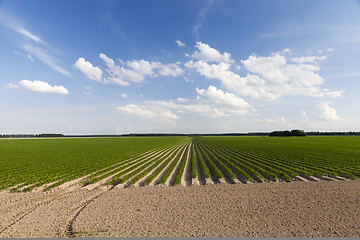 Image showing agricultural field with plants