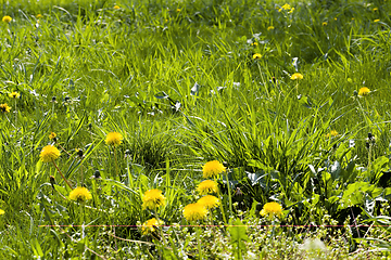 Image showing the spring time of year