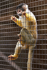Image showing Monkey, animal and cage environment in nature park or sanctuary at rehabilitation center or protection, health or wildlife. Jungle, fence and safety habitat in Peru or captivity, zoo or outdoor