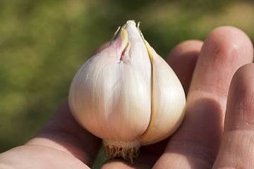 Image showing ripe real garlic, for cooking