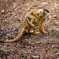 Image showing Monkey, mother and carrying baby on back or safety protection from wildlife in forest for support, love or environment. Animal, infant and ground in Peru or sleeping rest in woods, security or nature