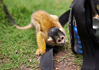 Image showing Monkey, outdoor and grass in nature at zoo sanctuary for rehabilitation care with bag for curiosity, habitat or wildlife. Animal, black capped squirrel primate and Indonesia, travel or environment