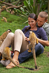 Image showing Nature, zoo and monkey with couple together for wildlife rescue, outdoor activity or interactive experience. Conservation, date and happy people for bonding, holiday or travel at animal sanctuary