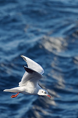 Image showing Seagull