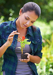 Image showing Woman, gardening and plants with soil, flowers and hobby with fresh air or spring with earth day. Person, outdoor or girl with nature, peace or countryside with agriculture, growing or sustainability