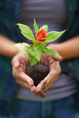 Image showing Plant, soil and hand with leaf for flower, bloom and grow in nature or natural environment for eco. Seed, growth and cupping dirt for sustainable or gardening for garden design or earth in spring