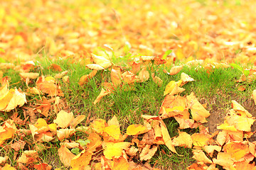 Image showing Autumn leaves