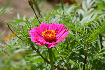 Image showing Pink mayor flower