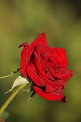 Image showing Red rose