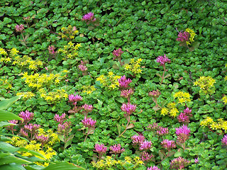 Image showing Sedum carpet