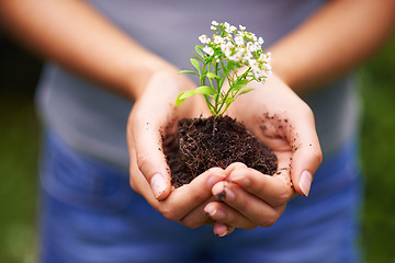 Image showing Soil, sustainable and hands of woman with plant for eco friendly, agriculture or agro gardening. Dirt, environment and closeup of female person with blooming flower in nature for outdoor horticulture