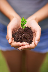 Image showing Fertilizer, sustainable and hands of woman with plant for eco friendly, agriculture or agro gardening. Soil, environment and closeup of person with bloom flower in nature for outdoor horticulture.