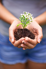 Image showing Soil, agriculture and hands of woman with plant for eco friendly, sustainable or agro gardening. Dirt, environment and closeup of female person with blooming flower in nature for outdoor horticulture