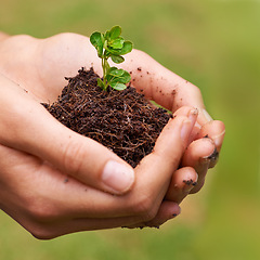 Image showing Soil, leaf and hands of woman with plant for eco friendly, agriculture or agro gardening. Dirt, environment and closeup of female person with blooming flower in nature for outdoor horticulture.