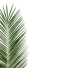Image showing Date Palm Leaf Minimal Abstract Design