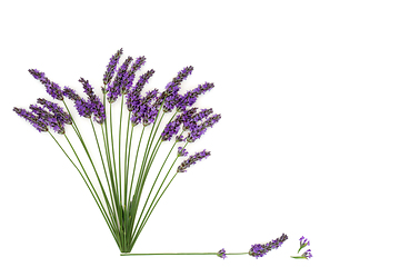 Image showing Lavender Flower Herb Natural Alternative Medicine