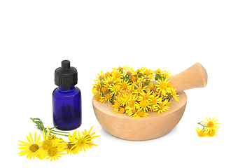 Image showing Ragwort Flower Essence for Natural Herbal Medicine