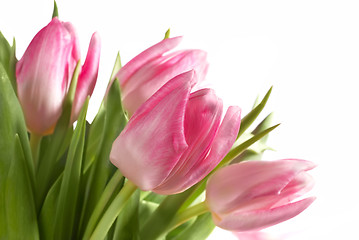 Image showing pink tulips