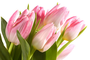 Image showing pink tulips