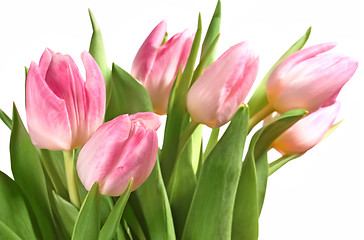 Image showing pink tulips