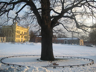 Image showing Tree in winter