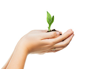 Image showing Hands, seedling and sustainability with growth for eco friendly, future and development on white background. Studio, plant and soil with leaf for agriculture, gardening and ecosystem on earth day