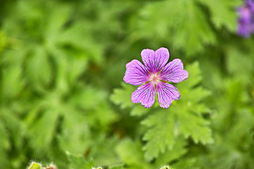 Image showing Flower, cranesbill and petals in bloom for spring, outdoor and growth in garden, backyard and landscape. Plant, hardy geranium and blossom with leaves in countryside, pasture or meadow in environment