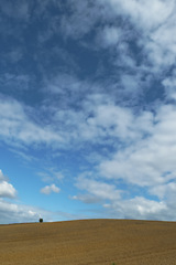 Image showing Open, field and landscape with clouds in sky for wellness, nature and countryside for harvest. Grass, straw and golden grain for farming, environment and crop for rural life or agriculture view