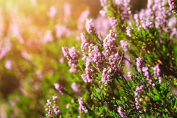 Image showing Heather Flowers, Calluna vulgaris in Golden Sunlight