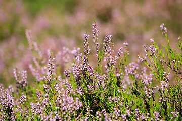 Image showing Heather Flowers, Calluna vulgaris Growing in Forest