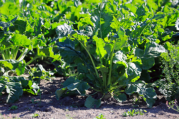 Image showing Sugar Beet or Beta vulgaris Growing in Field