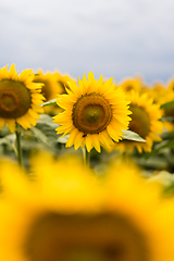 Image showing Wonderful panoramic view of field of sunflowers by summertime