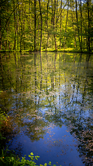 Image showing Quiet lake in the forest