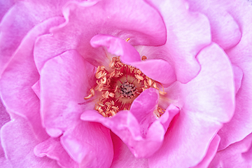 Image showing Rose macro in white and pink